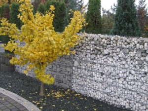 DSCF6638
