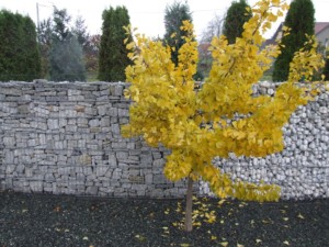 DSCF6640